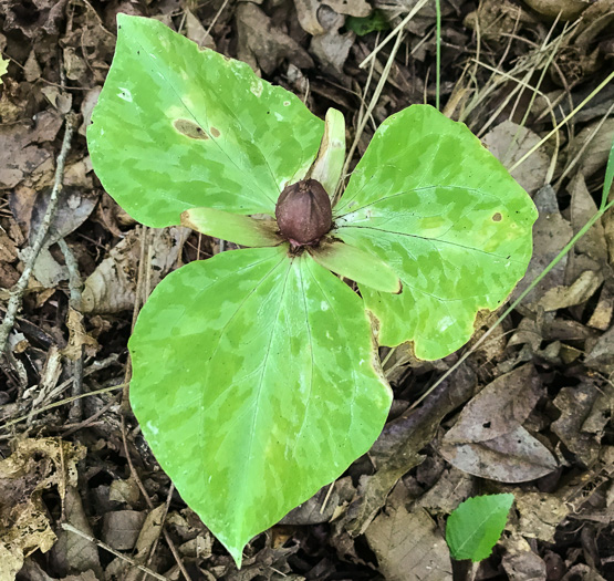 image of Trillium cuneatum, Little Sweet Betsy, Purple Toadshade