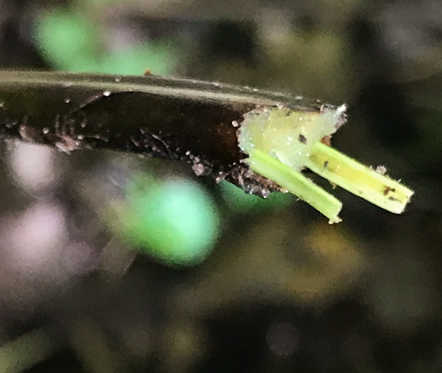 image of Deparia acrostichoides, Silvery Glade Fern, Silvery Spleenwort