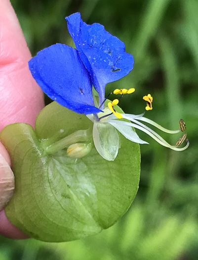 image of Commelina communis, Asiatic Dayflower, Common Dayflower