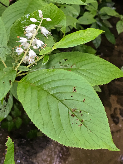 image of Clethra acuminata, Mountain Sweet-pepperbush, Cinnamonbark, Cinnamon Clethra, Mountain White-alder