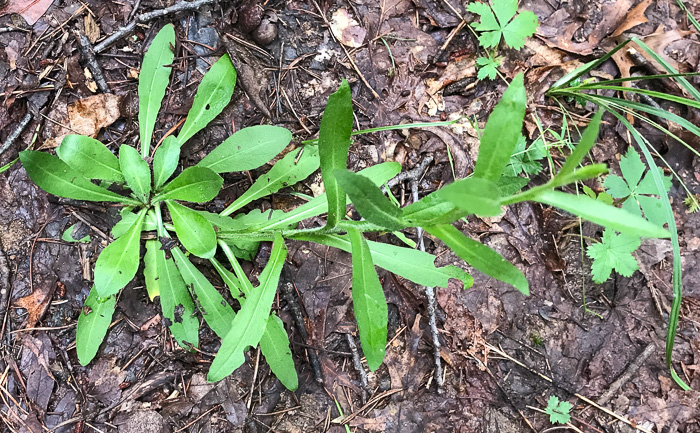 image of Helenium flexuosum, Purplehead Sneezeweed, Southern Sneezeweed