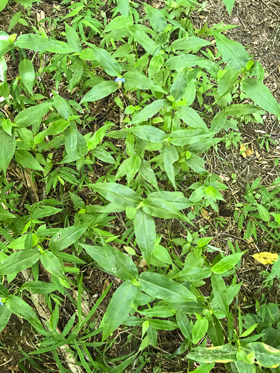 image of Commelina communis, Asiatic Dayflower, Common Dayflower