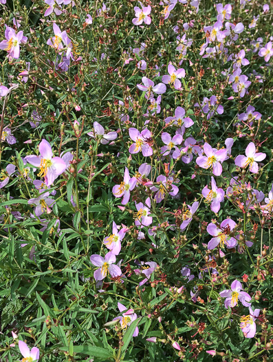 image of Rhexia mariana var. mariana, Pale Meadowbeauty, Maryland Meadowbeauty, Dull Meadowbeauty