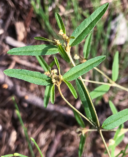 image of Croton willdenowii, Outcrop Rushfoil, Willdenow's Croton, Glade Rushfoil, Broadleaf Rushfoil