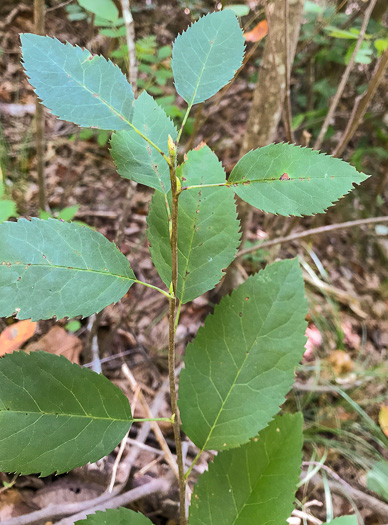 image of Amelanchier arborea, Downy Serviceberry, Sarvisberry