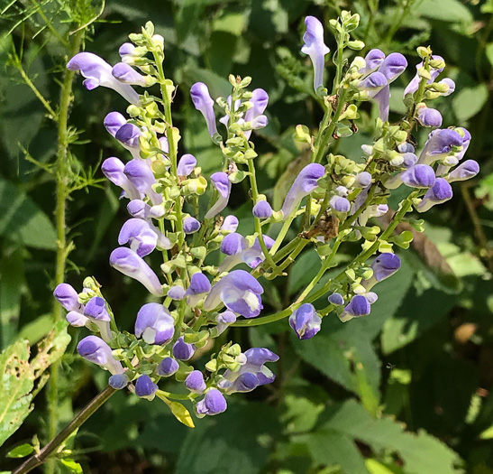 image of Scutellaria incana var. punctata, Hoary Skullcap, Downy Skullcap