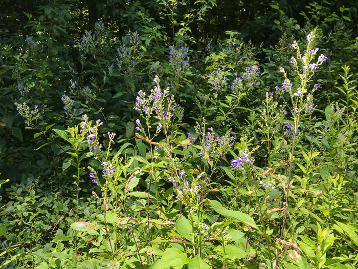 image of Scutellaria incana var. punctata, Hoary Skullcap, Downy Skullcap