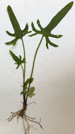 image of Viola emarginata var. 5, Sword-leaved Violet