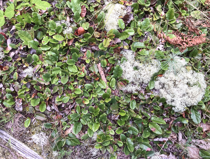 image of Epigaea repens, Trailing Arbutus, Mayflower