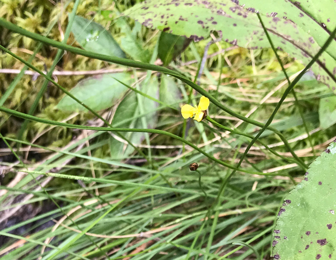 image of Xyris torta, Twisted Yellow-eyed-grass, Mountain Yellow-eyed-grass, Slender Yellow-eyed-grass