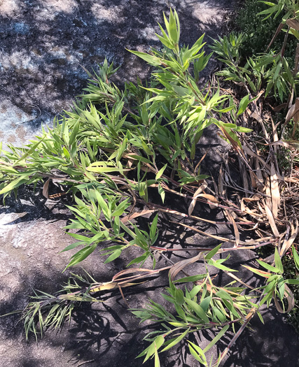 image of Dichanthelium scoparium, Velvet Witchgrass