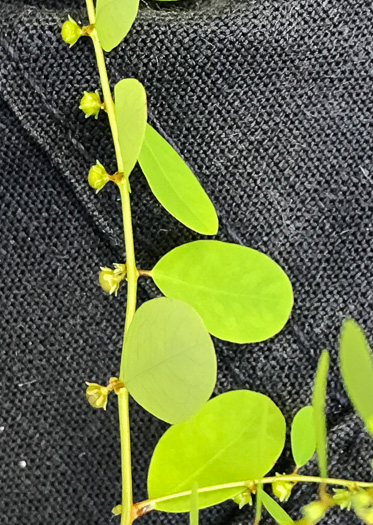 image of Phyllanthus caroliniensis, Carolina Leaf-flower