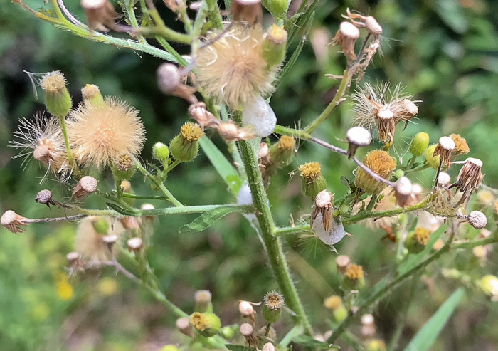 image of Erigeron sumatrensis, Tropical Horseweed, Sumatran Fleabane, Guernsey Fleabane