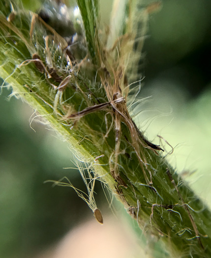 image of Erigeron sumatrensis, Tropical Horseweed, Sumatran Fleabane, Guernsey Fleabane