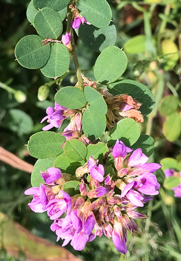 image of Lespedeza violacea, Wand Lespedeza, Wandlike Bush-clover, Violet Bush-clover