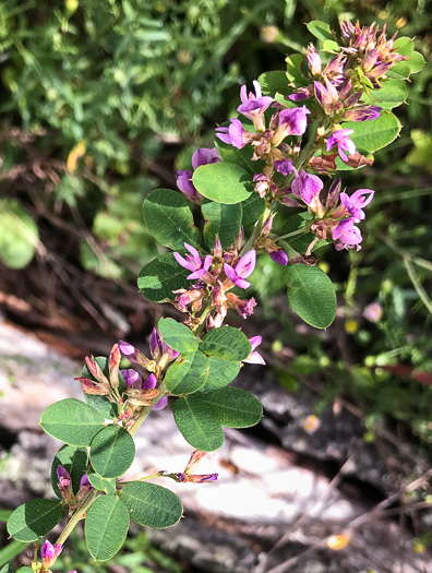 image of Lespedeza violacea, Wand Lespedeza, Wandlike Bush-clover, Violet Bush-clover