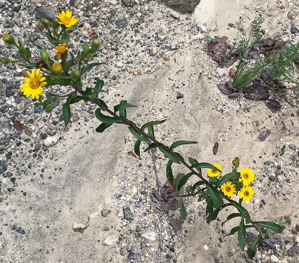 image of Chrysopsis mariana, Maryland Goldenaster