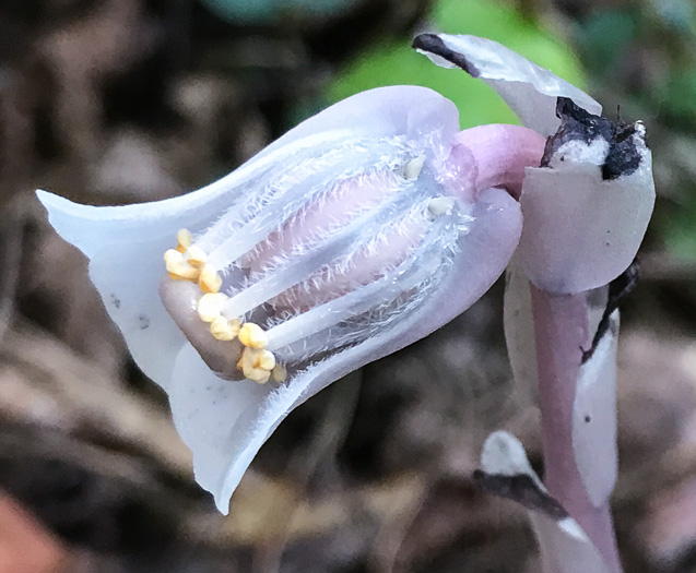 image of Monotropa uniflora, Indian Pipes, Ghost-flower, Common Ghost Pipes