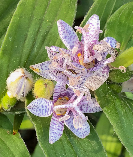 image of Tricyrtis hirta, Toad Lily, Japanese Toad Lily, Hairy Toad Lily