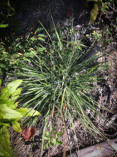 image of Scleria ciliata var. ciliata, Fringed Nutrush, Hairy Nutrush