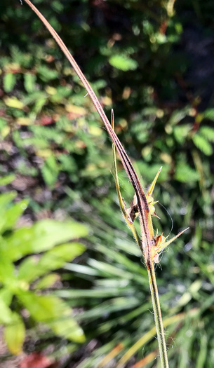 image of Scleria ciliata var. ciliata, Fringed Nutrush, Hairy Nutrush