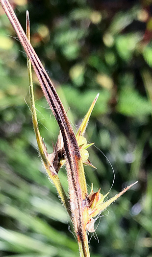 image of Scleria ciliata var. ciliata, Fringed Nutrush, Hairy Nutrush