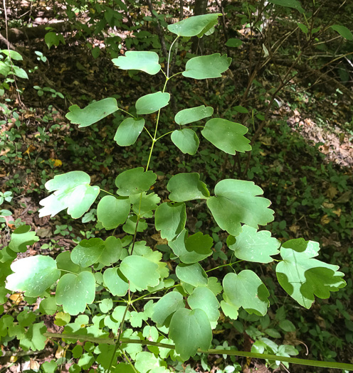 image of Thalictrum coriaceum, Appalachian Meadowrue, Maid-of-the-mist