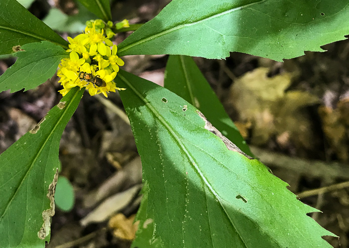 image of Solidago flaccidifolia, Appalachian Goldenrod, Mountain Goldenrod