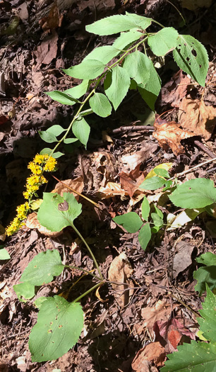 image of Solidago sphacelata, Heartleaf Goldenrod, False Goldenrod, Limestone Goldenrod, Autumn Goldenrod