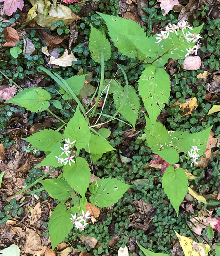 image of Eurybia divaricata, White Wood-aster, Woodland Aster, Common White Heart-leaved Aster