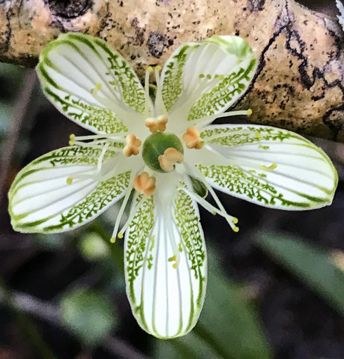 image of Parnassia grandifolia, Bigleaf Grass-of-Parnassus, Limeseep Parnassia