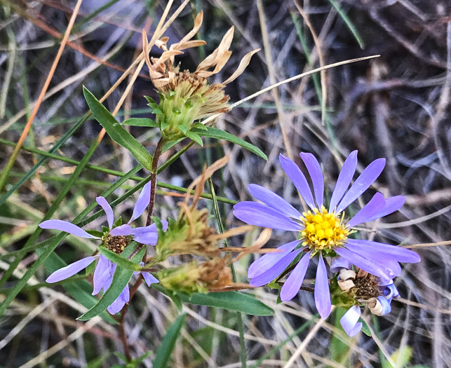 image of Eurybia surculosa, Creeping Aster, Michaux's Wood-Aster