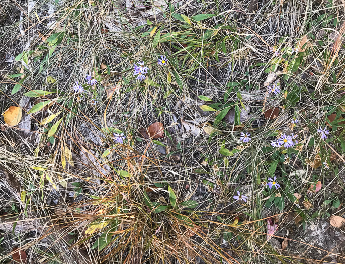 image of Eurybia surculosa, Creeping Aster, Michaux's Wood-Aster
