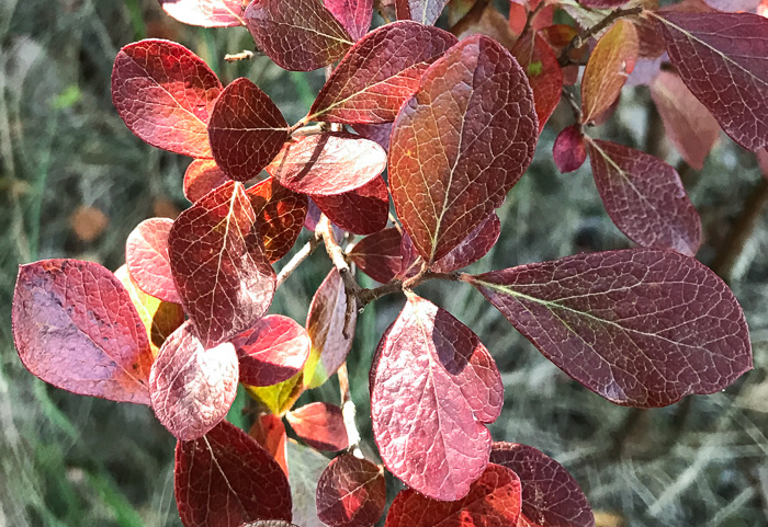 image of Vaccinium arboreum, Sparkleberry, Farkleberry