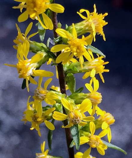 image of Solidago erecta, Slender Goldenrod, Erect Goldenrod