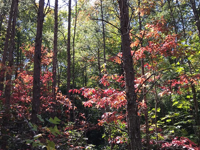 image of Oxydendrum arboreum, Sourwood, Sorrel-tree