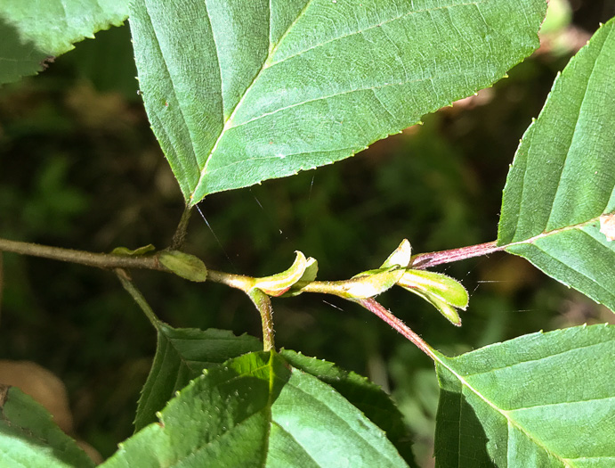 image of Alnus serrulata, Tag Alder, Hazel Alder, Smooth Alder