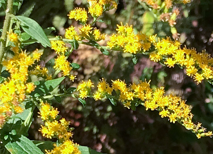 image of Solidago rugosa var. rugosa, Wrinkleleaf Goldenrod, Roughstem Goldenrod