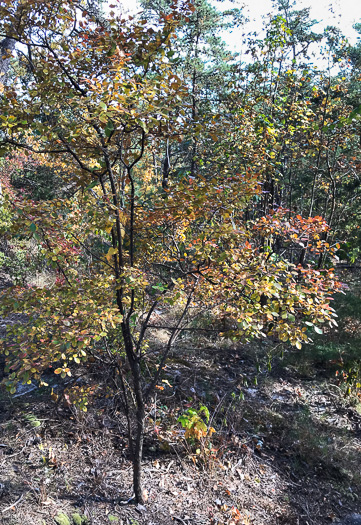 image of Vaccinium arboreum, Sparkleberry, Farkleberry