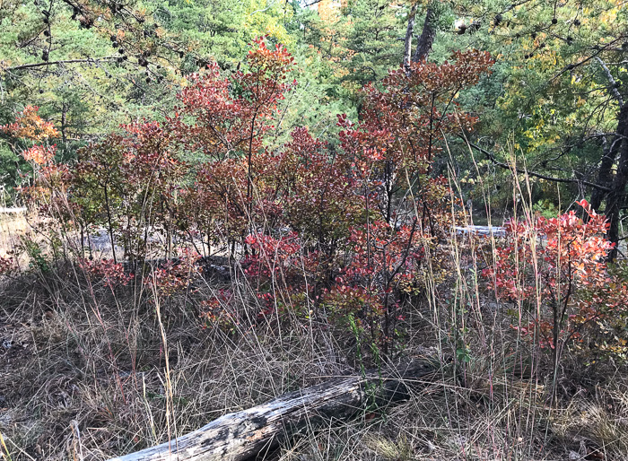 image of Vaccinium arboreum, Sparkleberry, Farkleberry