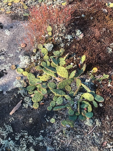 image of Opuntia mesacantha ssp. mesacantha, Eastern Prickly-pear