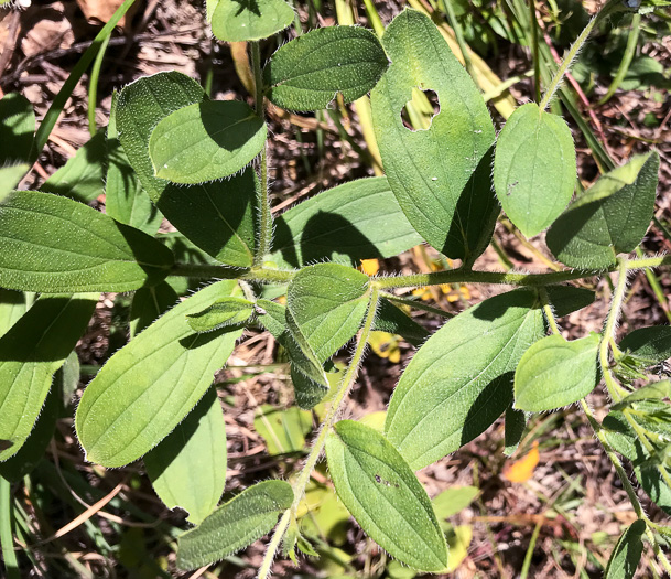 image of Lithospermum virginianum, Virginia Marbleseed, Virginia False Gromwell, Pineland Marbleseed