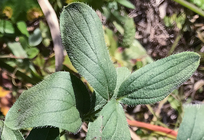 image of Lithospermum virginianum, Virginia Marbleseed, Virginia False Gromwell, Pineland Marbleseed