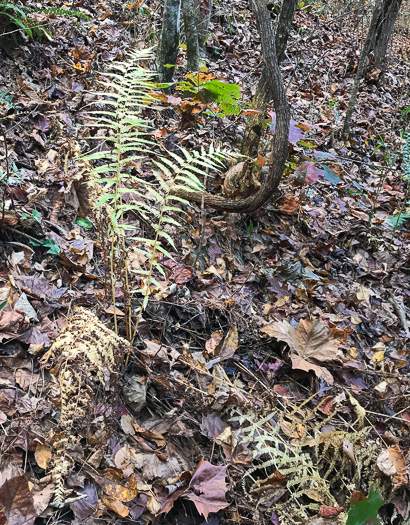 image of Deparia acrostichoides, Silvery Glade Fern, Silvery Spleenwort