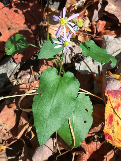 image of Symphyotrichum cordifolium, Heartleaf Aster, Common Blue Wood Aster