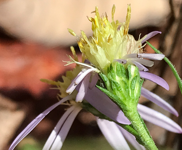 image of Symphyotrichum cordifolium, Heartleaf Aster, Common Blue Wood Aster