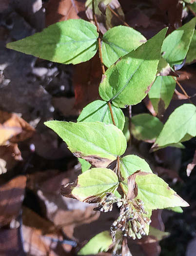 image of Cunila origanoides, Wild-oregano, American Dittany, Stone-mint