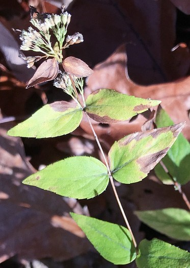image of Cunila origanoides, Wild-oregano, American Dittany, Stone-mint