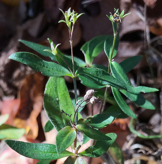 image of Houstonia purpurea, Summer Bluet, Mountain Bluet, Woodland Bluet, Purple Bluet