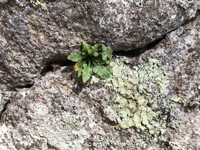 image of Asplenium pinnatifidum, Lobed Spleenwort